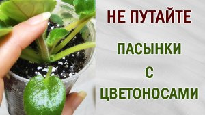 Когда удалять пасынки. Как не путать пасынки с цветоносами. Фиалки (сенполии).