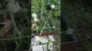 Ставропольский край. Отзыв. Лучок выращен из наших семян!