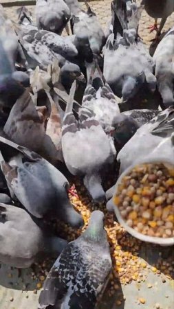 my pigeons eating satisfied 😌