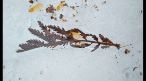 А Блок  О доблестях, о подвигах, о славе #стихиолюбви  #поэтыСеребряноговека