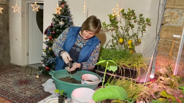 Выращивание огурцов на окне. Огурцы в домашних условиях. Как выращивать огурцы дома. Zion.
