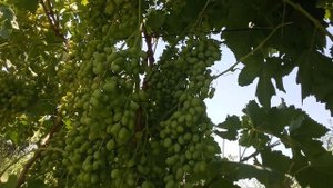 "Гигант" навли узум хакида видео репортаж.#uzum #bogdorchilik