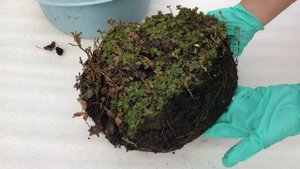 Размножение Княженики. Rubus arcticus stellаrcticus. Сорт Элпээ \ Elpee.