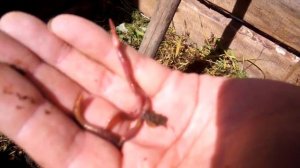 Калифорниец - возможно и такое!!!