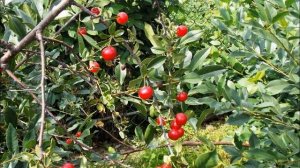 А  Вознесенский  Оза  Фрагмент #философскаялирика #поэты20века