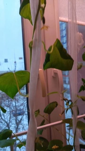 1000020085.mp4  Огурцы на 🥒 подоконнике