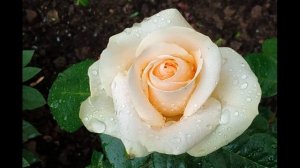 Кайсын Кулиев  Судьба, прошу, не пожалей добра #стихиолюбви #поэты20века #балкарскийпоэт