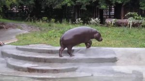 Карликовый Бегемот в Московском Зоопарке

#животные #зоопарк #бегемот #карликовыйбегемот #природа #ж