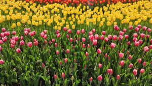 Город Кировск! Красота!