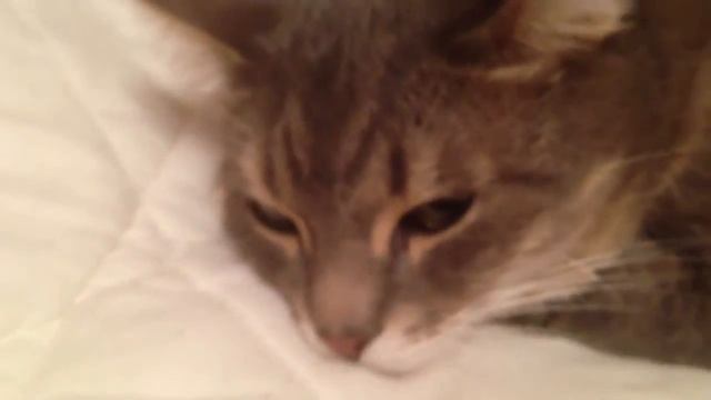 Мотя,мой кот! смотреть онлайн