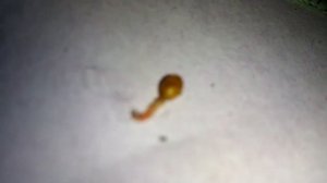 Это прикольно!!! Выход дендрочки из кокона