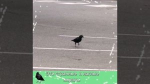 ЭТИ СУПЕР СТРАННЫЕ и НАГЛЫЕ .. СОЗДАНИЯ