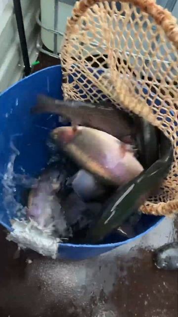 Завоз форели 01.12.2024. Средняя навеска 1400г #fishing #рыбалка #форель #fish #рыбалканафорель