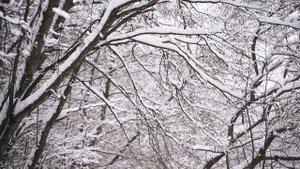 6619308-hd_1920_1080_25fps