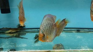 Сделано в России. Первый патентованный сухой фарш для дискусов.