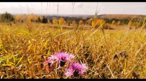 С  Есенин  Пугачев  Глава 1  Появление Пугачёва в Яицком городке#историяроссии#поэтысеребряноговека