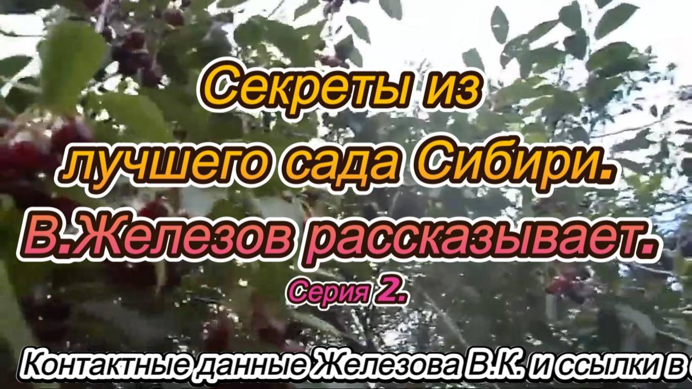 Секреты из лучшего сада Сибири. В.Железов рассказывает. Серия 2