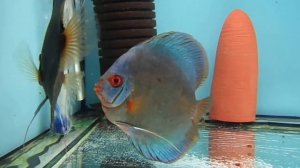 Двое дерутся, третий не лезь.