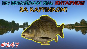 ПО ВОДОЁМАМ №6: ЯНТАРНОЕ / ЗА КАРПИКОМ!