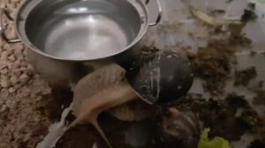 что любят улитки