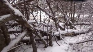 Охота на куницу капканами.