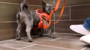 How to Teach Puppy Potty Training - PetSmart Presents Quick #puppytrainingtips