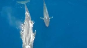 ....Почему  некоторых животных  ты никогда не увидишь в зоопарке ! ....