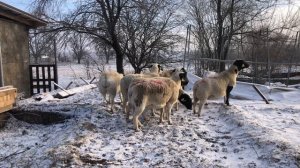 Ярки черноголового Дорпера, в хозяйстве Белый Дорпер