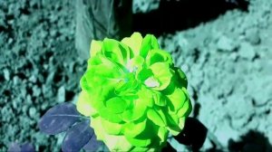 Если эти две суры Священного Корана Слушай, даст Бог, ты станешь богатым