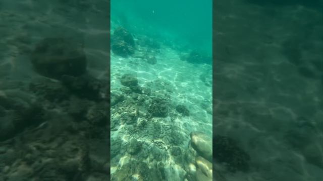 Съёмка видео под водой, кораллы, красивые рыбы