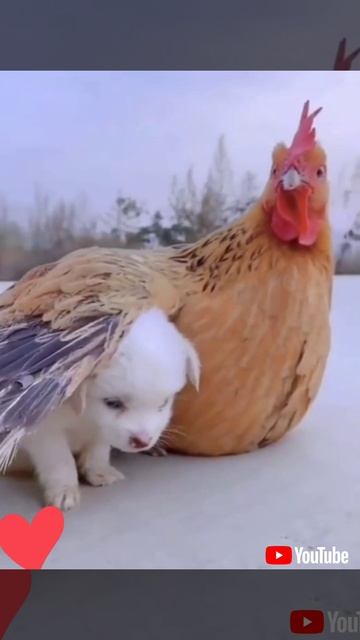 Unconditional Love Between Cute Innocent Puppy & Mother Hen