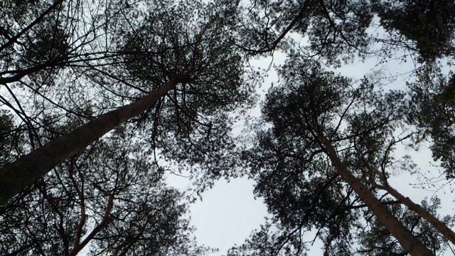 1) 25.04.2015 7:36:59. Утро в Серебряном бору! ) смотреть онлайн