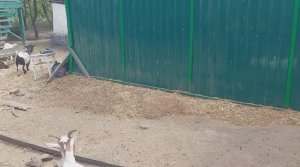 🔨 Построила НОВЫЙ ЗАБОР 😃 СВОИМИ силами и руками. Кругом ОДНИ 🐐 ПОМОЩНИКИ 🐷.