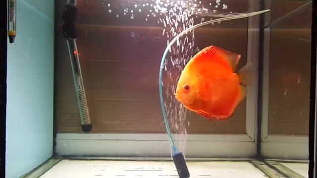 Лечение дискусов смотреть онлайн