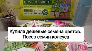 Купила дешевые семена цветов. Посев семян колеуса