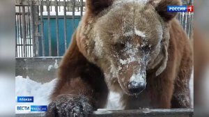 В Абаканском зоопарке раньше времени проснулась медведица