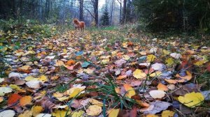 С Есенин  Собаке Качалова  #стихиособаке#стихиолюбви #поэтыСеребряноговека