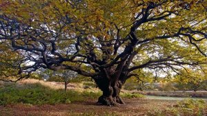 Л Н  Толстой  "Вторая встреча с дубом"  Отрывок из романа "Война и мир"#писатели19века #овечном