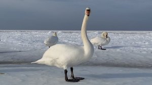 6904585-uhd_3840_2160_29fps