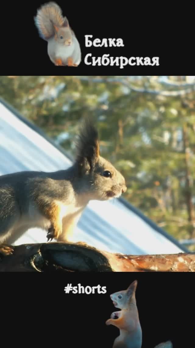 Белка бегает и проверяет все кормушки