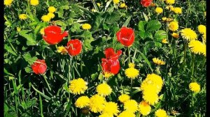 Данте Алигьери.  Спрошу у женщин, смыслящих в любви #стихиолюбви#зарубежнаялитература