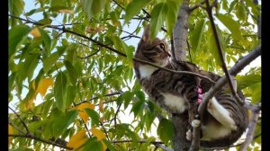 М Джалиль  Случай в подъезде  #стихидлядетей #татарскиепоэты#поэты20века