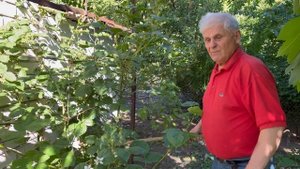 Что сделать, чтобы куст ежевики радовал хорошим урожаем