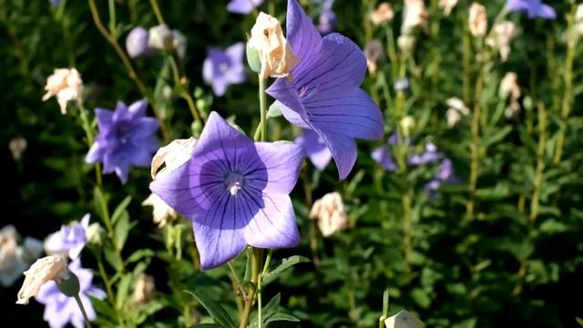 Гитарная Музыка Высокого Качества — Аудио Высокого Разрешения — Самая Красивая Музыка В Мире смотреть онлайн