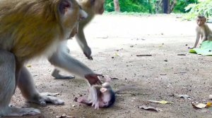 Oh My God!, Baby Jerica Is Too Young, Small Monkey Troop Drops Him Off