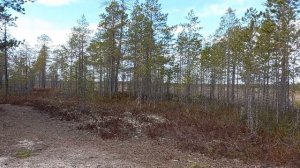 Весенний лес у Белого моря.