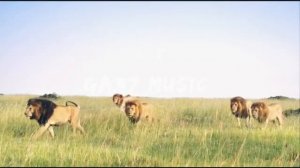 Tenca лев (GA37 MUSIC New video)