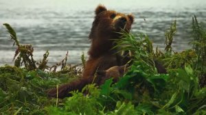 Эпические моменты дикой природы — разнообразие животного мира!...