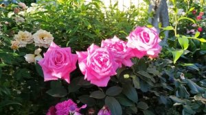 Приветы из лета🐈⬛🌹🐈#роза Веласкес и роза Суламифь