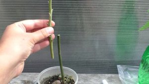 Прививка Авокадо.